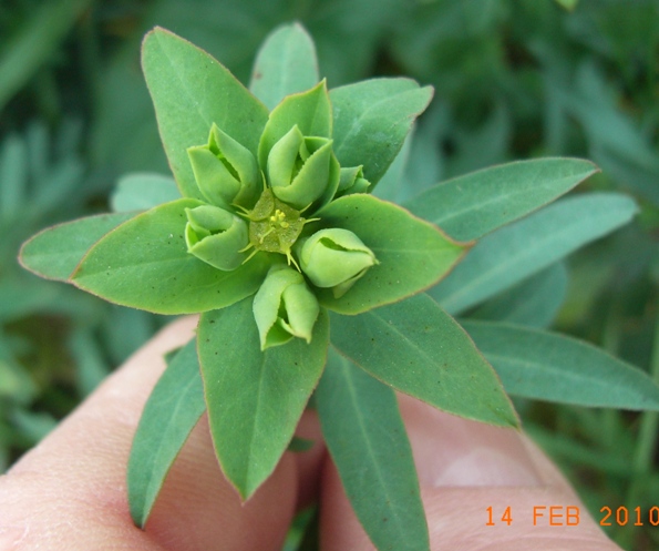 Euphorbia terracina